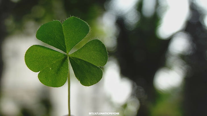 Lucky Charm, plants, green, shamrock, leaves Free HD Wallpaper