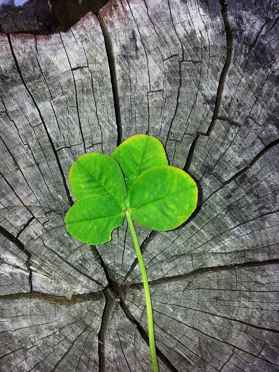 Lucky, fragility, plant part, beauty in nature, wood  material