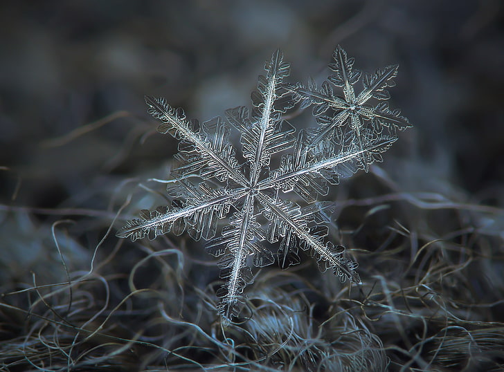 Macro Photography Water, softness, abstract, small, wilted plant