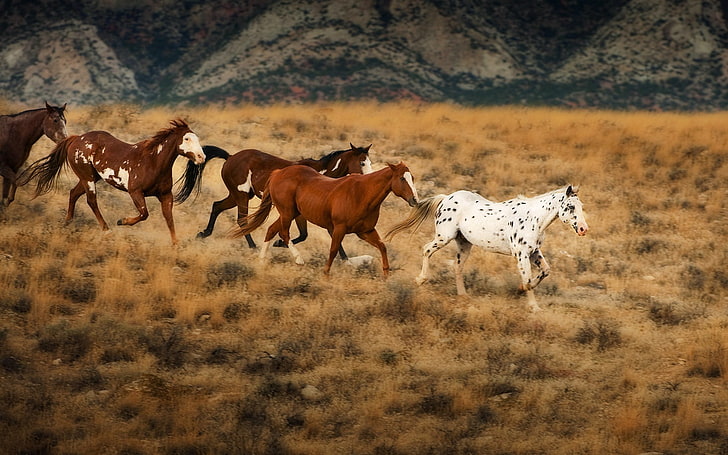 Meerkat, wild west, no people, running, grass Free HD Wallpaper