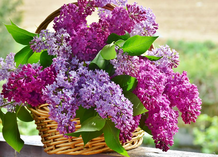 Most Fragrant Lilac Varieties, closeup, bunch of flowers, light, filigree Free HD Wallpaper