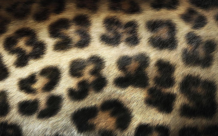 Motif Leopard, safari animals, domestic animals, elegance, wool Free HD Wallpaper