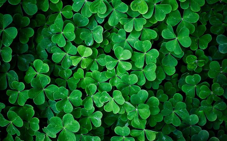 Muted Green Aesthetic, photography, macro, shamrock, green Free HD Wallpaper