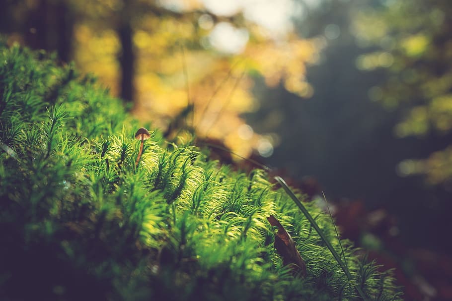 Non-Copyrighted Designs, leaf, nature, tranquility, fern