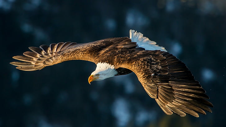 Owl Pics Flying, bald, prey,, wing, bird