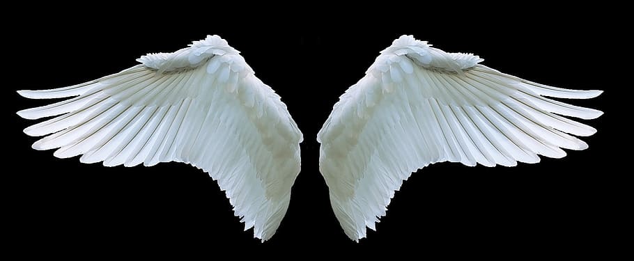 Painted Angel Wings, vertebrate, animals in the wild, innocence, animal body part Free HD Wallpaper