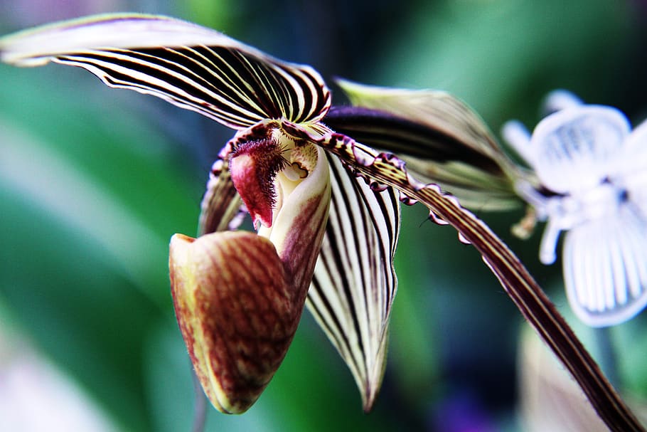 Paphiopedilum Ward II, inflorescence, green, exotic, no people Free HD Wallpaper