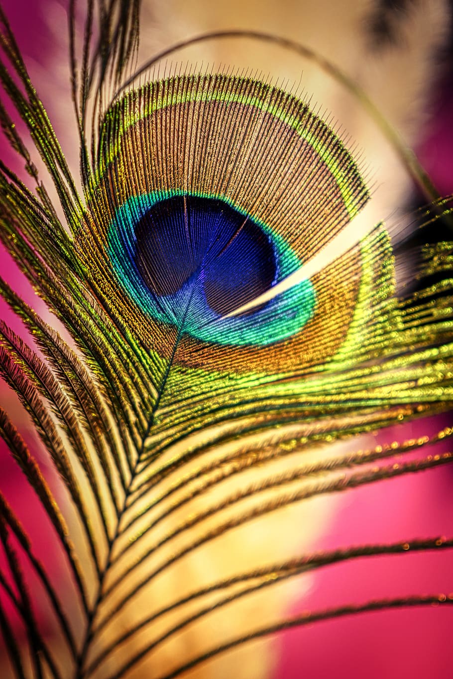 Peacock Feather Fabric, beauty in nature, no people, fragility, extreme closeup