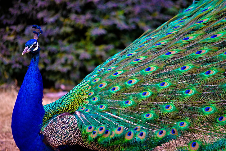 Peacock Feather . Free, peacock, feathers Free HD Wallpaper