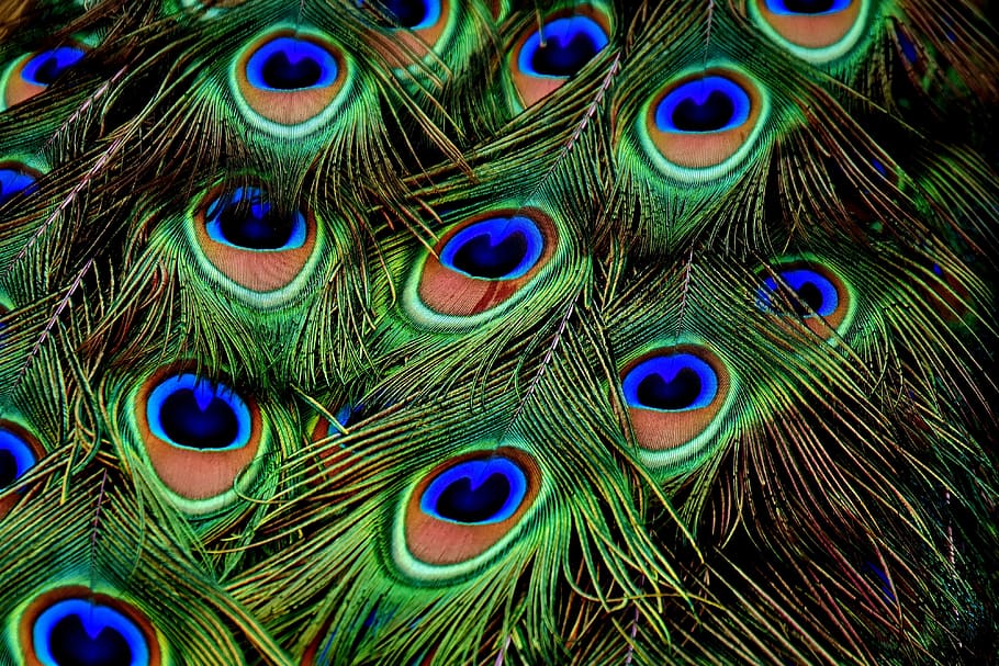 Peacock Feathers Jewelry, one animal, natural pattern, gorgeous, animal themes Free HD Wallpaper