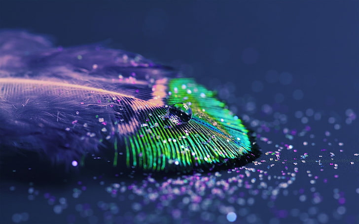 Peacock Feathers Jewelry, studio shot, communication, nature, defocused