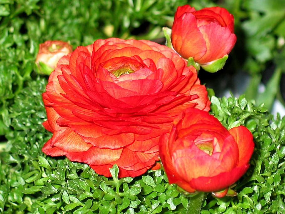 Pink Buttercup Flower, inflorescence, beauty in nature, ranunculus, day