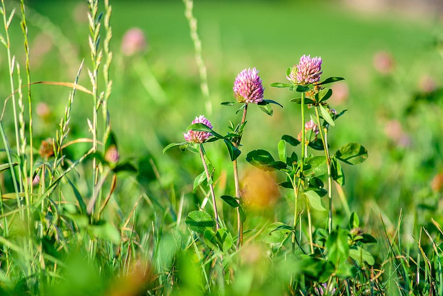 Pink Shamrock Flower, summer, flower head, feather, fragility Free HD Wallpaper