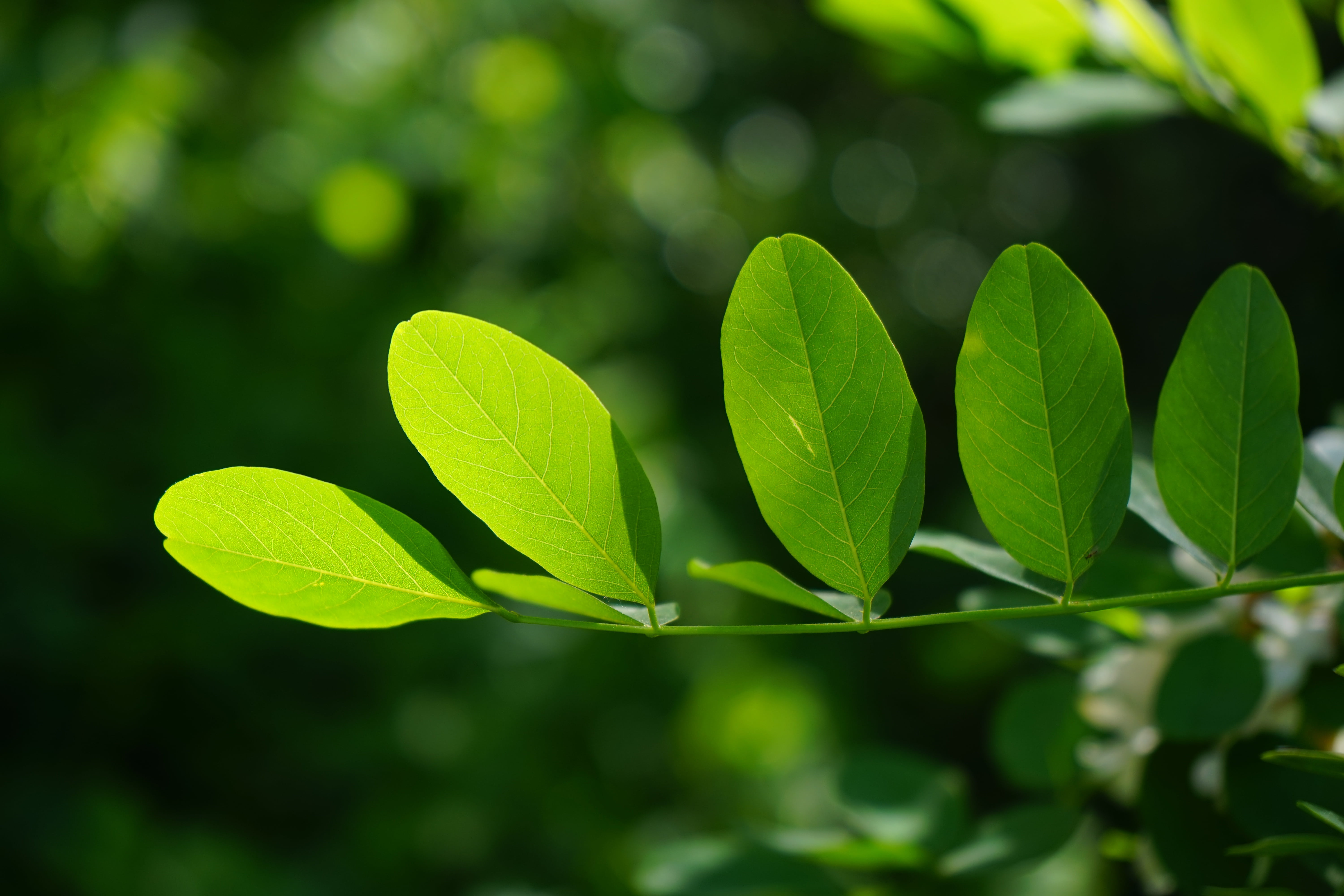 Plants with Serrated Leaves, environment, branch, back light, nature