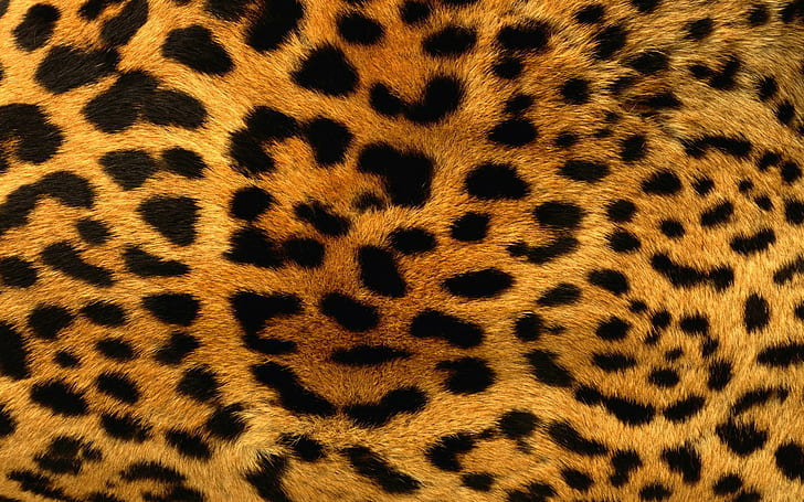 print, patterns, animals, leopard Free HD Wallpaper