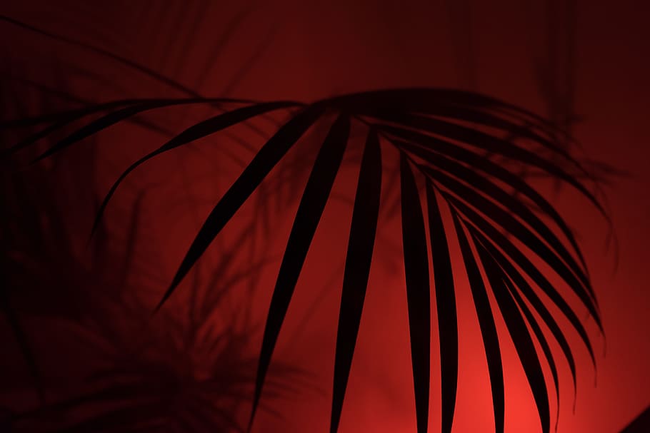 Red and Black Grunge Aesthetic, hipster, no people, growth, palm tree Free HD Wallpaper