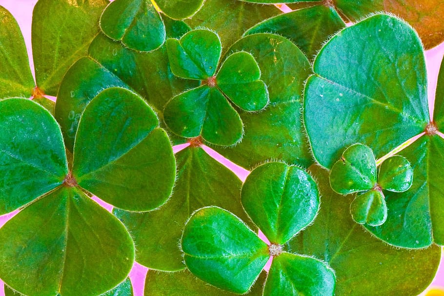 Red Clover, shamrocks, st paddys day, traditional, full frame Free HD Wallpaper