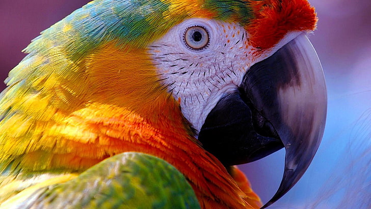 Red Masked Conure, no people, animals in the wild, one animal, animal Free HD Wallpaper