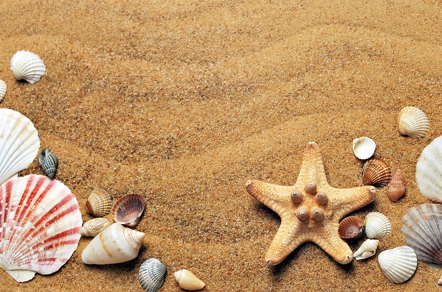 Seashell Fish Craft, coast, sun, summer, spa Free HD Wallpaper