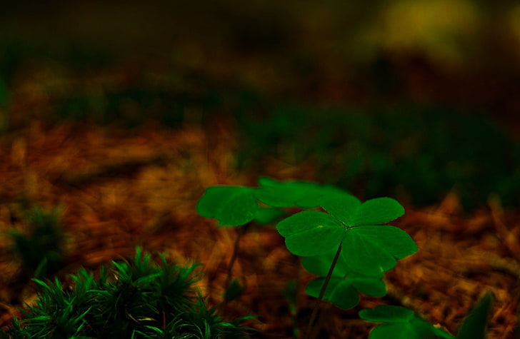 Shamrock Backdrop, spring, plant, fragility, forest Free HD Wallpaper