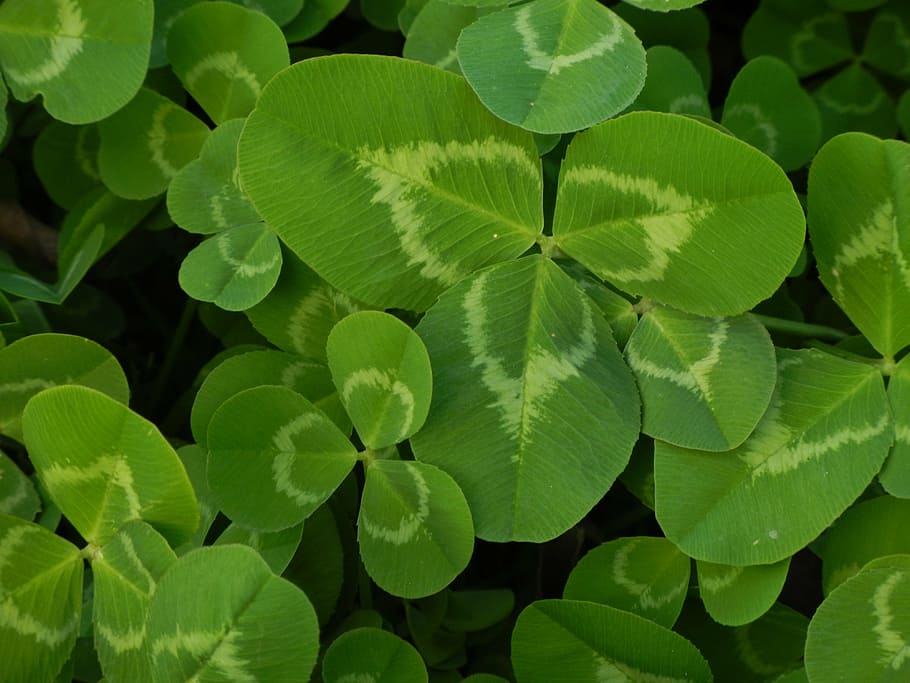 Shamrock Clover Plant, freshness, botanical, foliage, growth Free HD Wallpaper