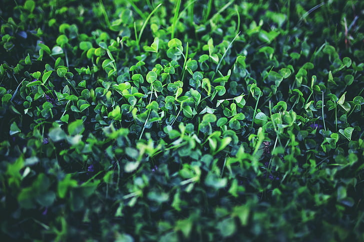 shamrock, nature, spring, Shamrock Free HD Wallpaper