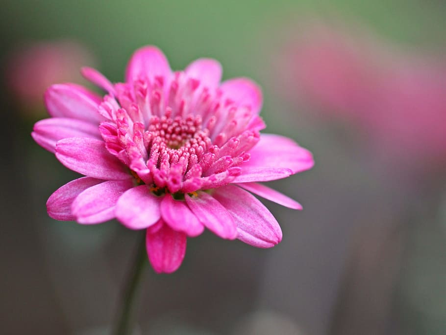 Sliced Fruit Close Up, flower head, flora, freshness, bloom Free HD Wallpaper