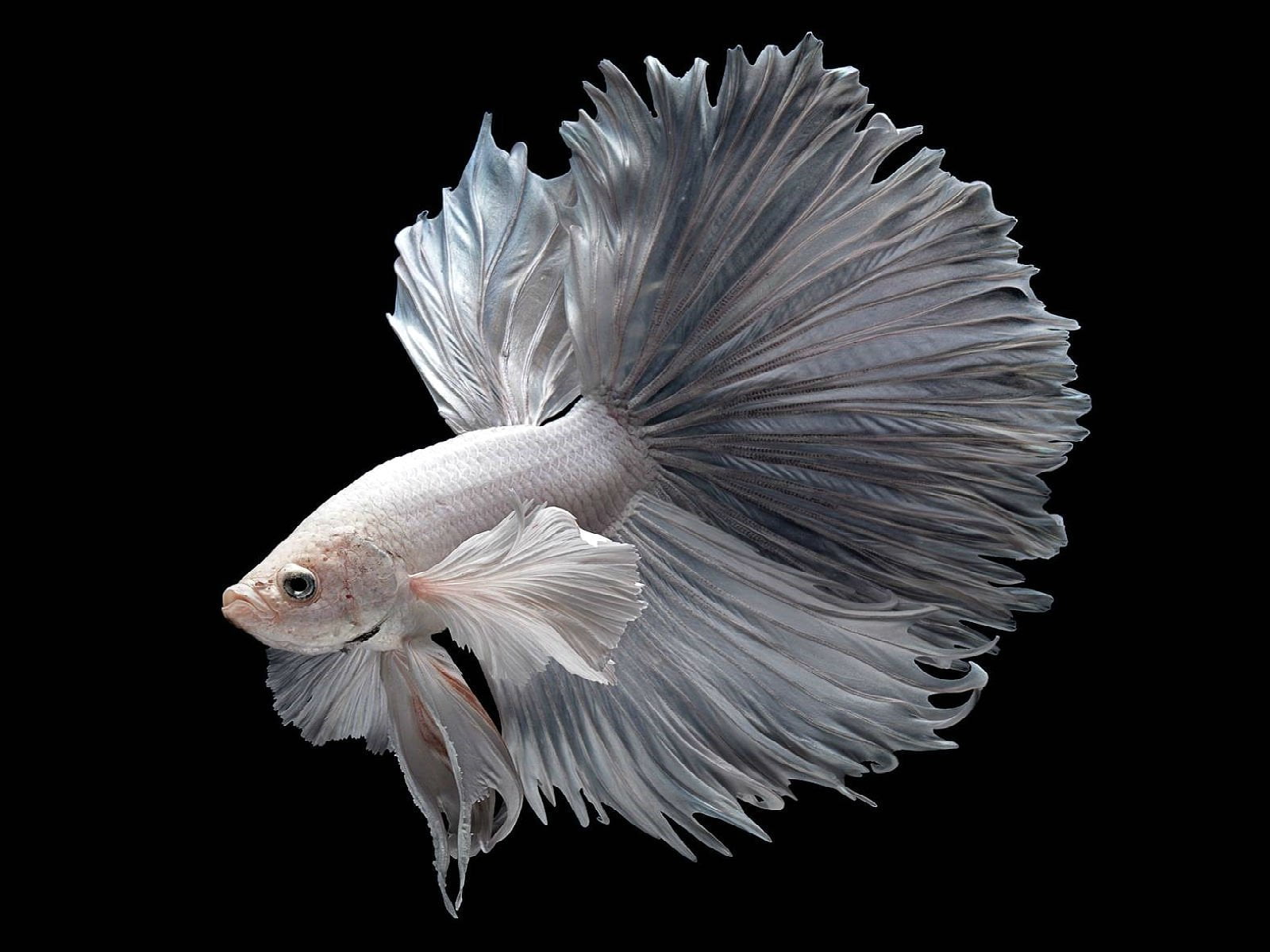 Small Betta Fish, indoors, studio shot, cut out, betta