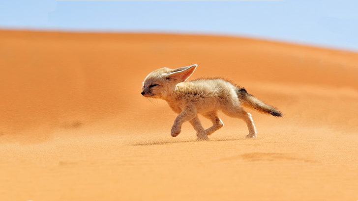 Small Fennec Fox, outdoors, dust, running, one animal