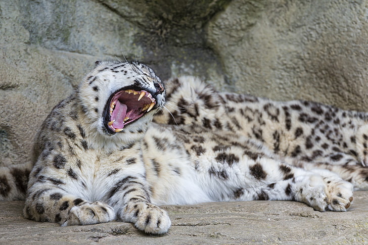 Snow Leopard, big cat, one animal, animal mouth, mouth Free HD Wallpaper