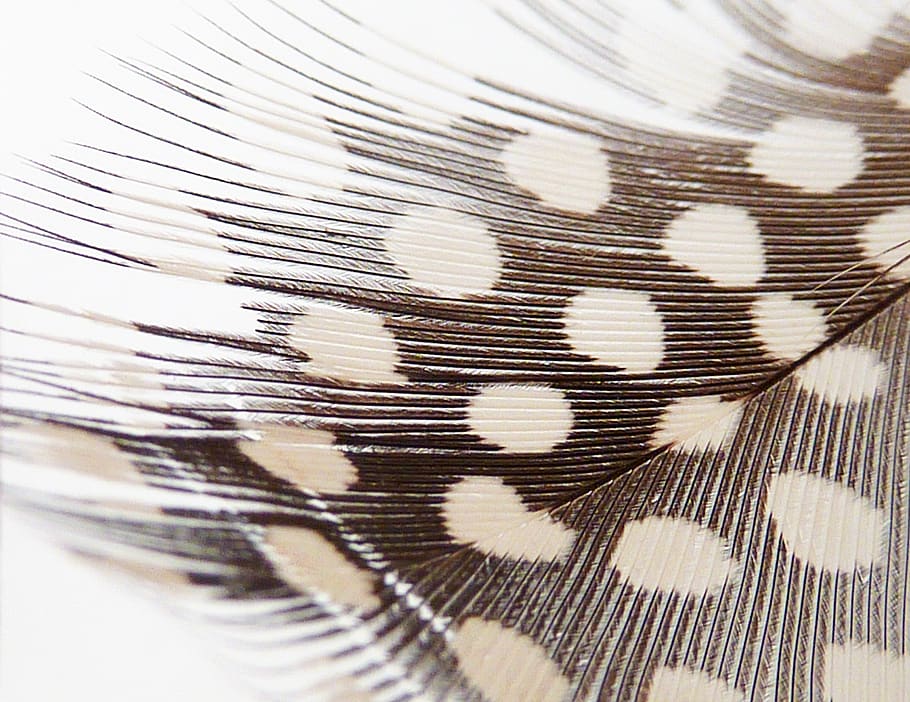 Spotted Feathers, design, filigree, fluffity, industry Free HD Wallpaper