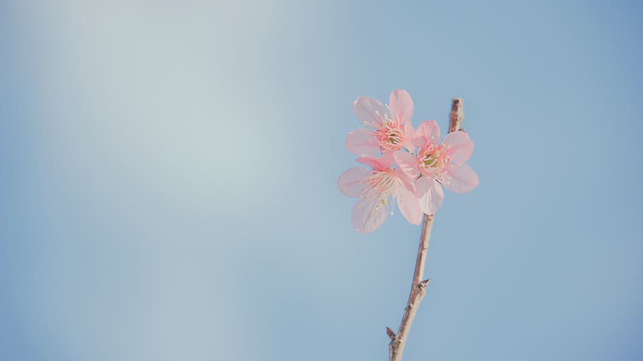 Spring Wedding Centerpieces, feminine, fragility, plant, petal Free HD Wallpaper