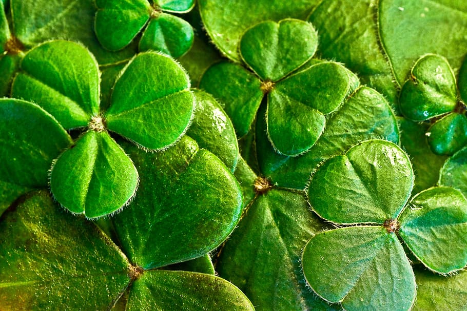 St Patrick's Day Parade, food, leaves, st paddys day, holiday Free HD Wallpaper