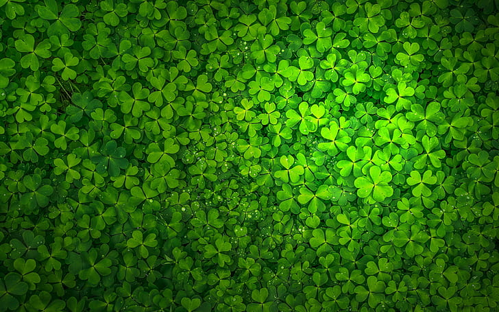 St Patrick's Day Shamrock, shamrock, st patricks day, ireland, patrick Free HD Wallpaper