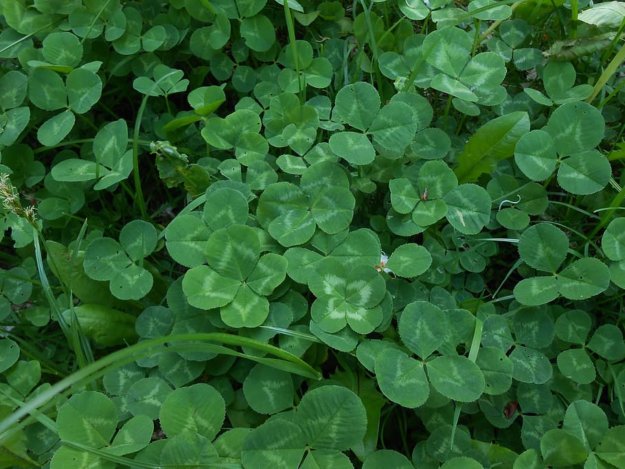 Three Leaf Clover Template, closeup, growth, nature, directly above Free HD Wallpaper