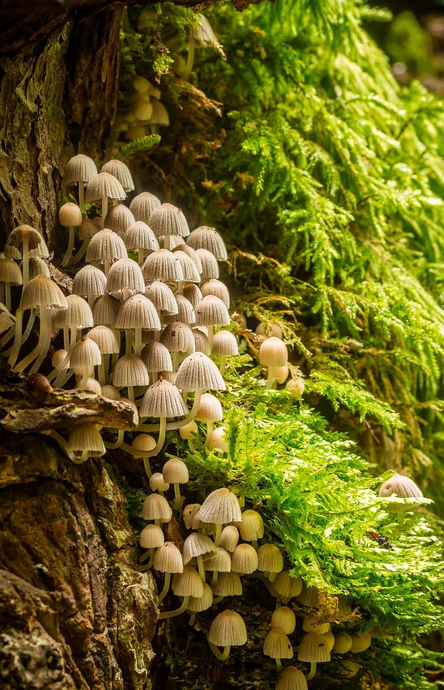 Tree Ear Fungus, cut, forest, outdoors, land