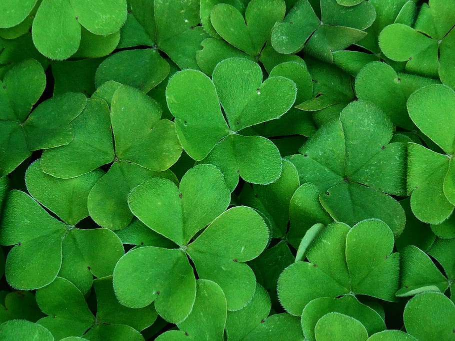 Two Leaf Clover, full frame, outdoors, plant part, leaves