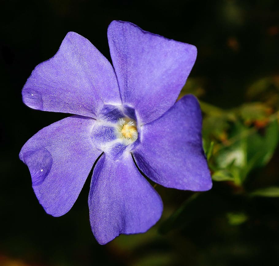 Wild Purple Flowers, flowering plant, freshness, beauty in nature, fragility Free HD Wallpaper