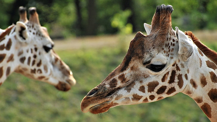 Wildlife Photography, animal wildlife, day, closeup, animal body part