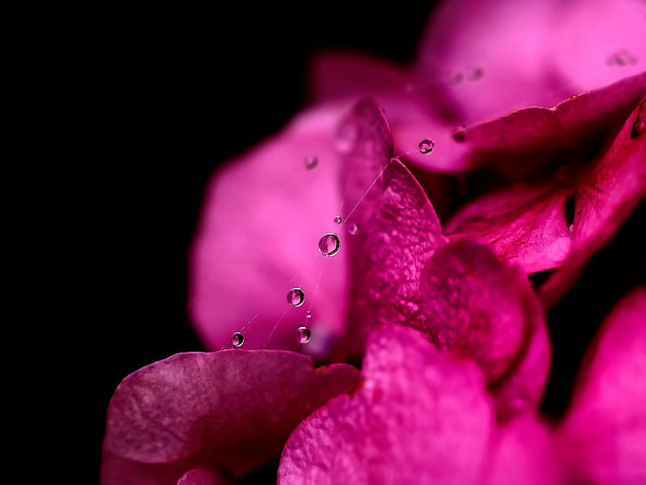 3d and abstract, petals, bold, flowers Free HD Wallpaper