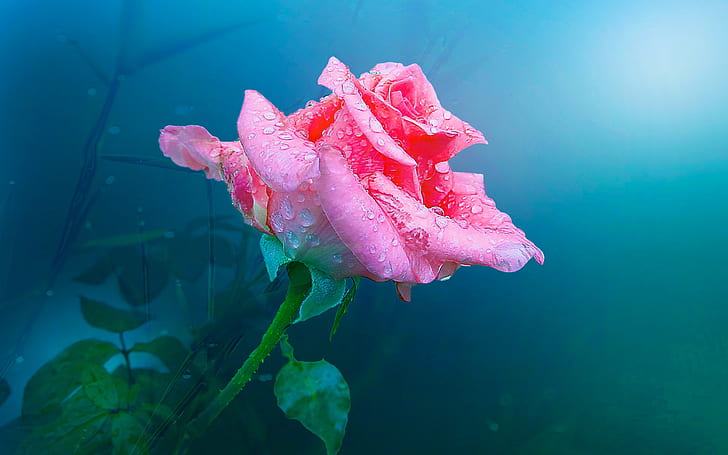 3D Nature, pink, rose, one, One Free HD Wallpaper