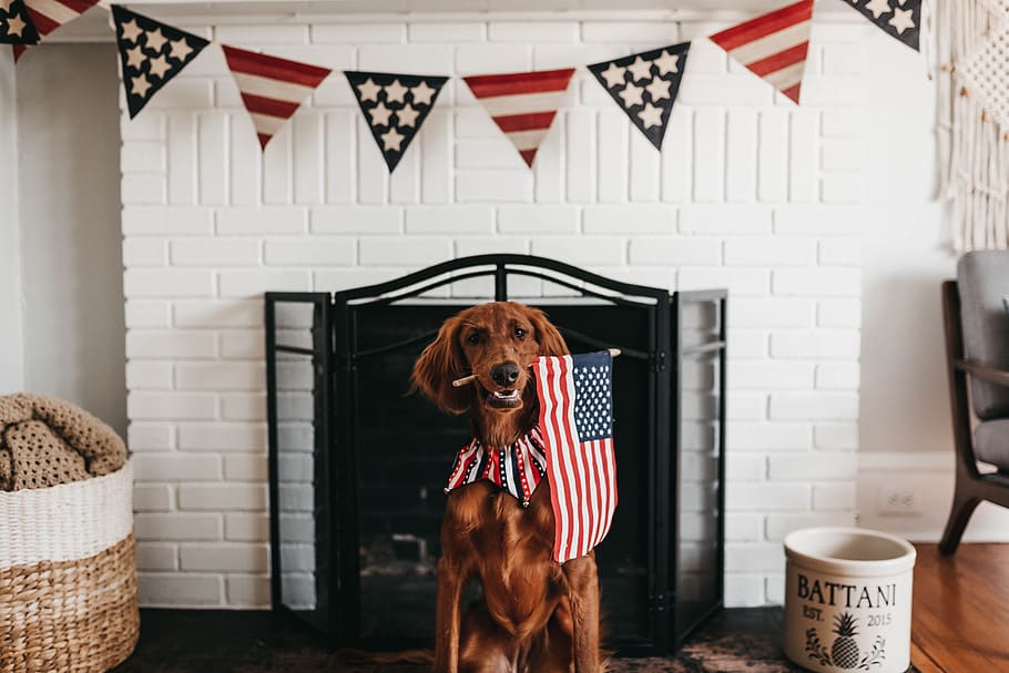 4th of July Puppy, usa, american flag, america, domestic Free HD Wallpaper