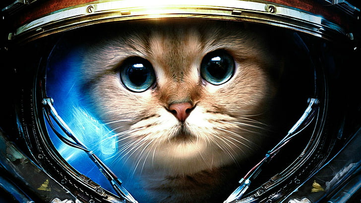 Animal Astronaut, cats, close, animals, adorable Free HD Wallpaper