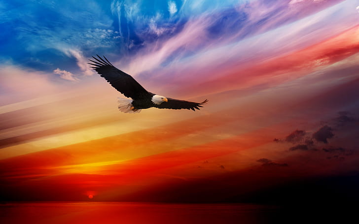 animals, bird, day, eagle Free HD Wallpaper