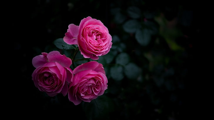 Baby Pink Rose Bud, flower head, petal, no people, rose  flower Free HD Wallpaper