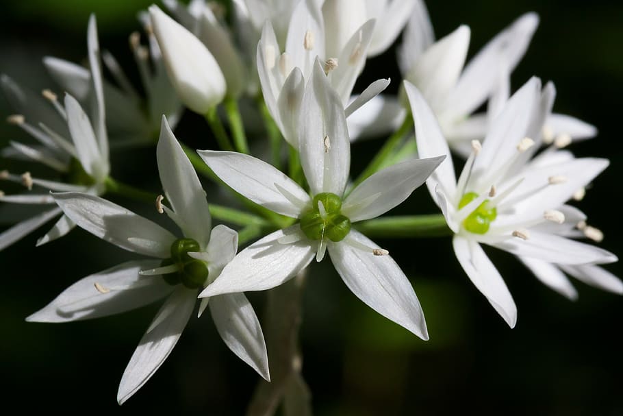 bears garlic, black background, outdoors, kitchen herb