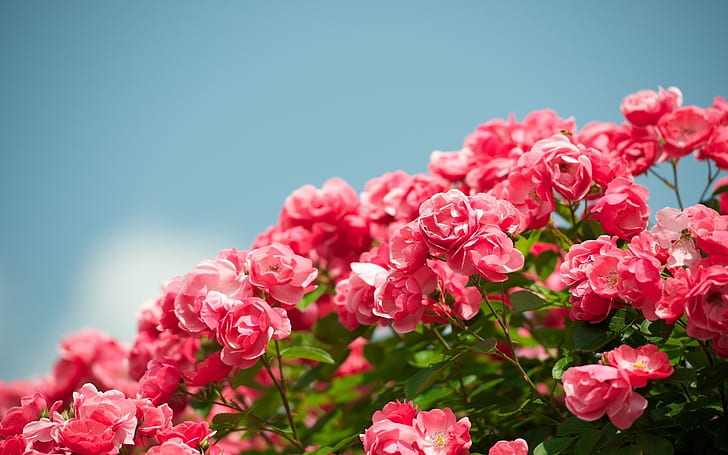 Beautiful Pink Rose Bouquet, rose,, garden, flowers, beautiful Free HD Wallpaper