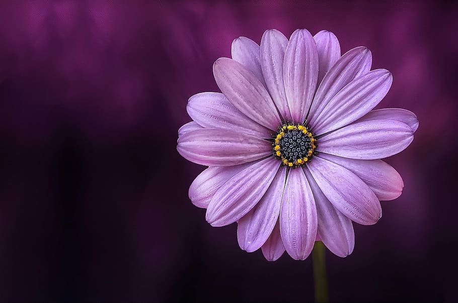 Beautiful Purple Flowers, yellow, natural, blossom, flora