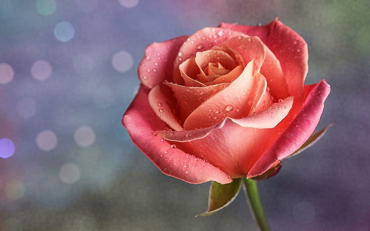 Black and Pink Rose, high, drops, rose, petals