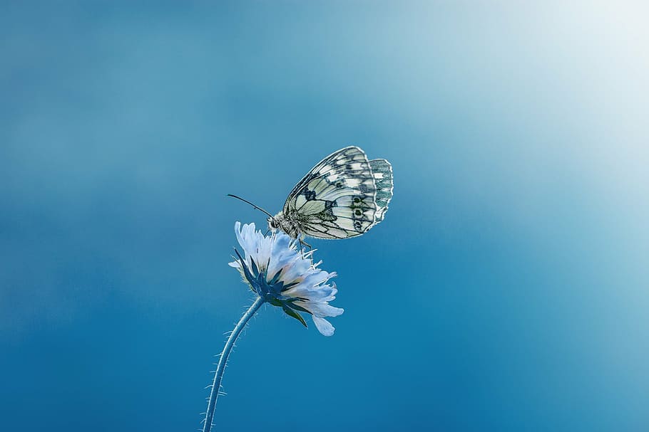 Black Butterfly with Blue Dots, animal wing, butterfly  insect, womens board, focus on foreground Free HD Wallpaper